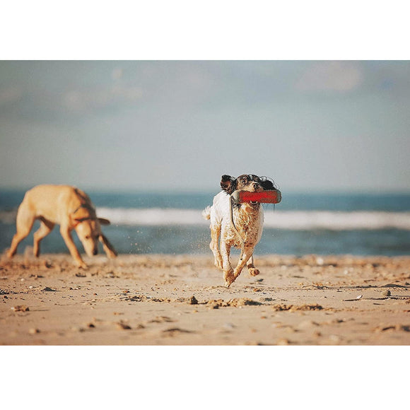 Chuckit! Amphibious Bumper Fetch & Float Toy For Dogs- Medium (color varies)