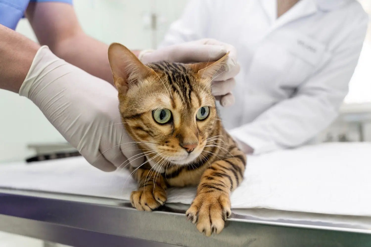 Applying topical flea treatment to a cat’s skin