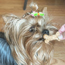 Small dog with a hair clip and bone-shaped treat on a wooden floor