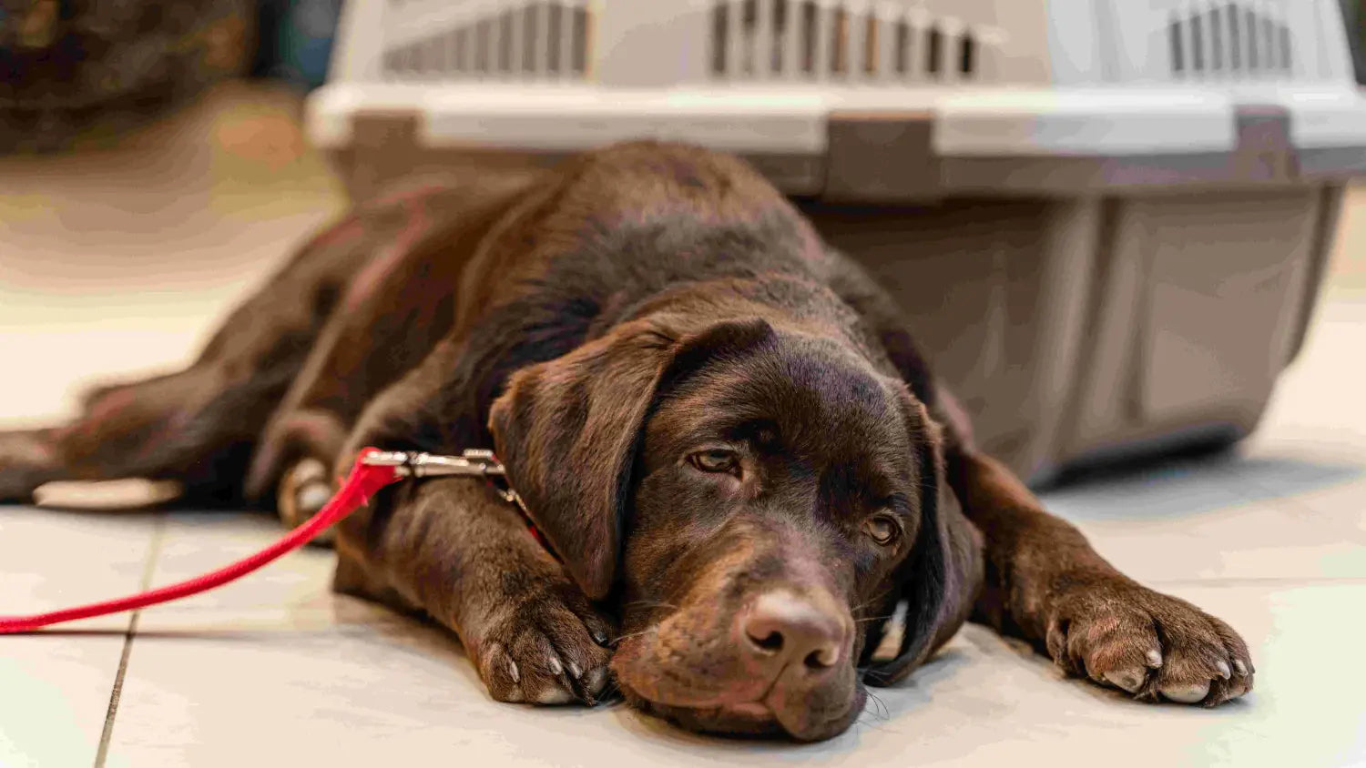 Symptoms to Never Avoid in Your Dog as a Pet Parent