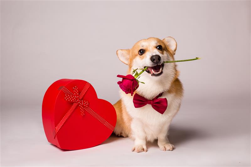 Corgi holding a rose with Valentine's Day gift