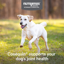 Cosequin® Maximum Strength With MSM PLUS Omega-3s - Dog Vitamins & Supplements 4