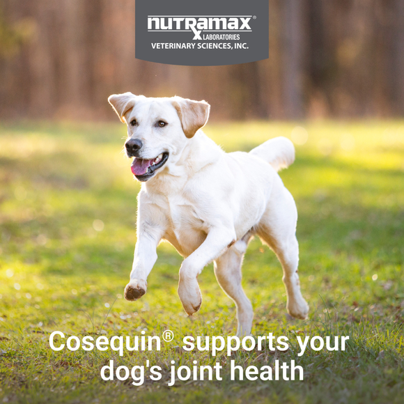 Cosequin® Maximum Strength With MSM PLUS Omega-3s - Dog Vitamins & Supplements 4