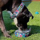 Dog drinking water from a colorful bowl on grass