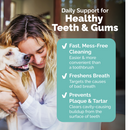 health teeth and gums of brown dog