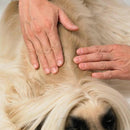 Dermoscent Essential-6 SpotOn Medium Breed Dog Skin Care Treatment 22-45 lbs.(4 count)