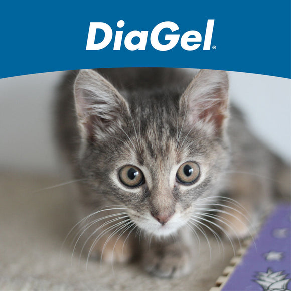 DiaGel Anti-Diarrheal Gel for Kittens (0.5 ml) - Cat Digestive & Probiotics Supplements 9