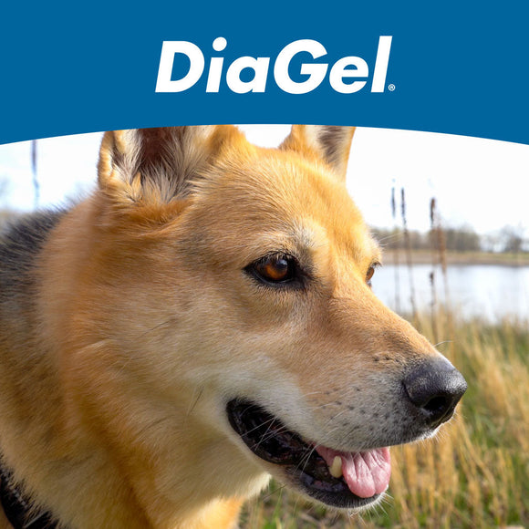 DiaGel Anti-Diarrheal Gel for Large Dogs (5 ml) - Dog Digestive & Probiotics Supplements 12