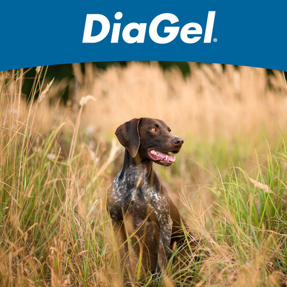 DiaGel Anti-Diarrheal Gel for Medium Dogs (3 ml) - Dog Digestive & Probiotics Supplements 12