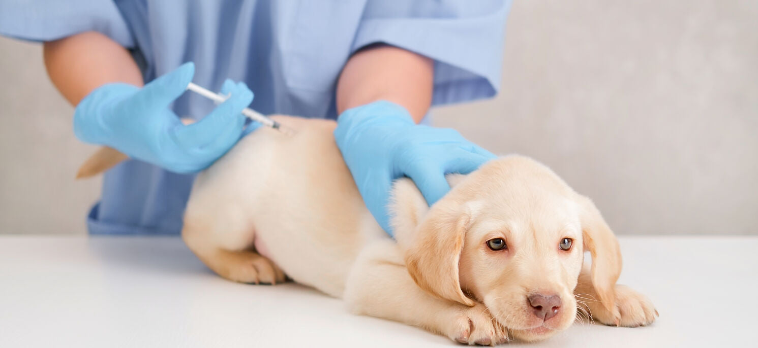 Dog Kidney Supplements: 7 Effective Ways to Support Canine Kidney Health