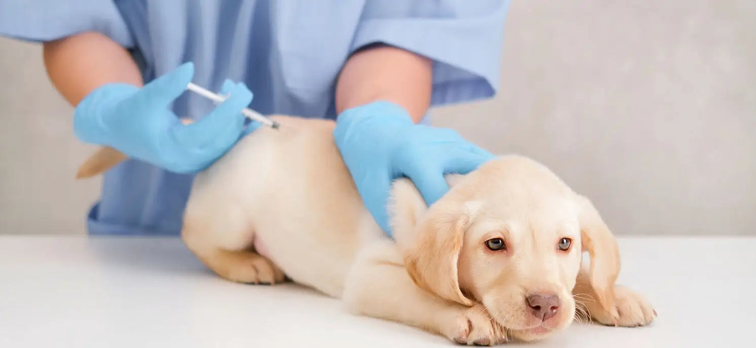 Dog Kidney Supplements: 7 Effective Ways to Support Canine Kidney Health