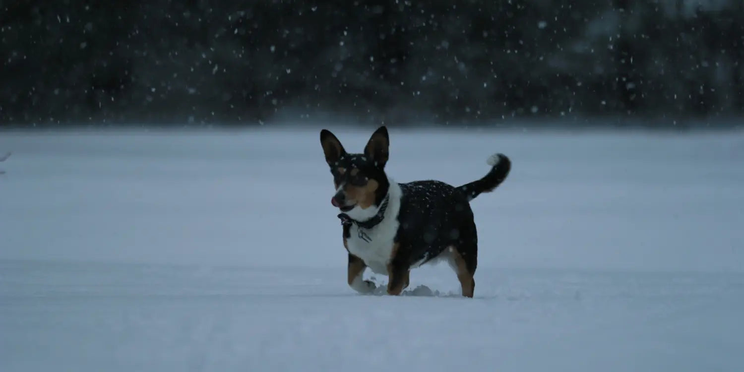 dog walking in the snow
