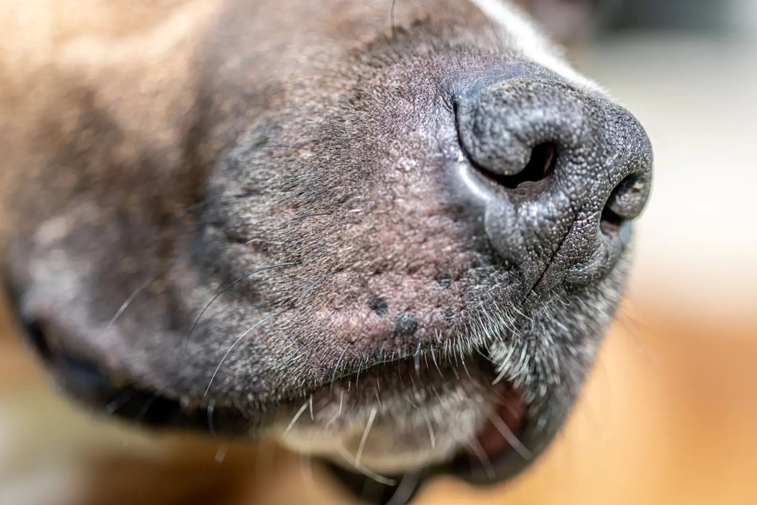 Why Is My Dog So Itchy?