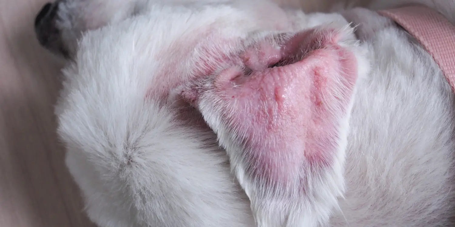 a dog with redness, inflammed ear canal caused by an ear infection