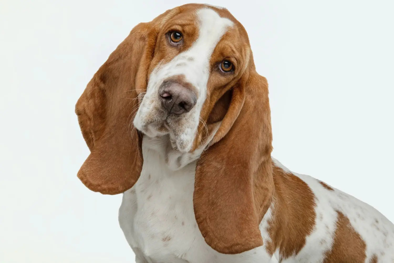 a Basset Hound with a head tilt