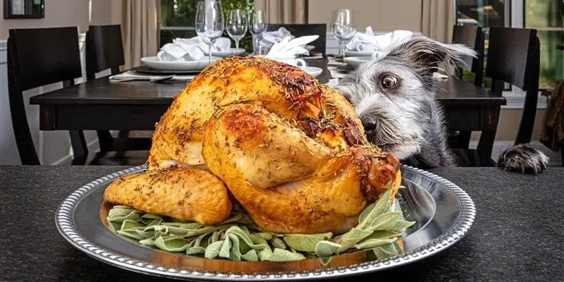 dog trying to eat Thanksgiving turkey