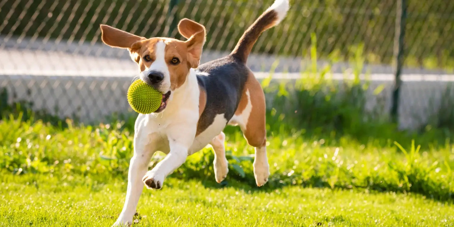 beagle running through a field playing fetch with a ball