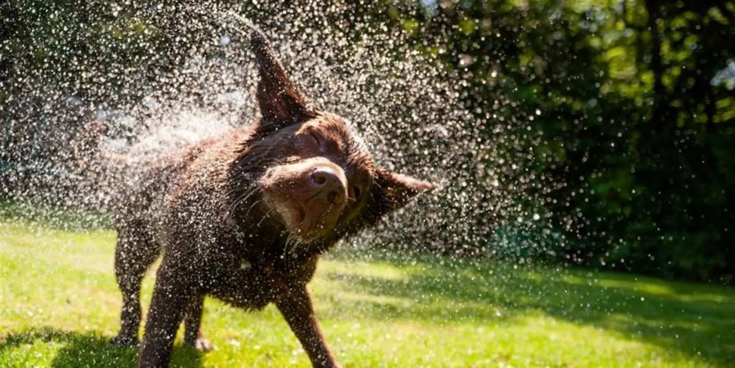 dog shaking itself after getting wet to get rid of the water in ears
