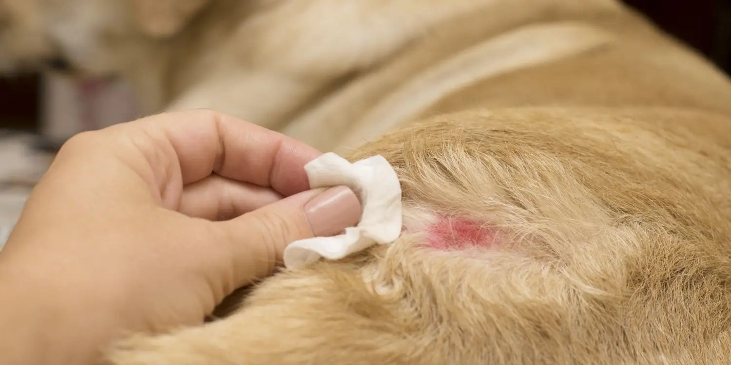 Why Is My Dog So Itchy?