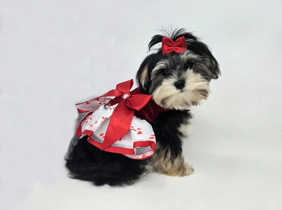 Doggie Design Holiday Harness Dress Candy Canes for Dogs & Cats - Dog Clothing & Apparel 3