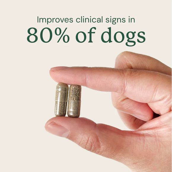 Doggy Biome Gut Restore Supplement FMT Capsules for Dogs - Dog Digestive & Probiotics Supplements 3