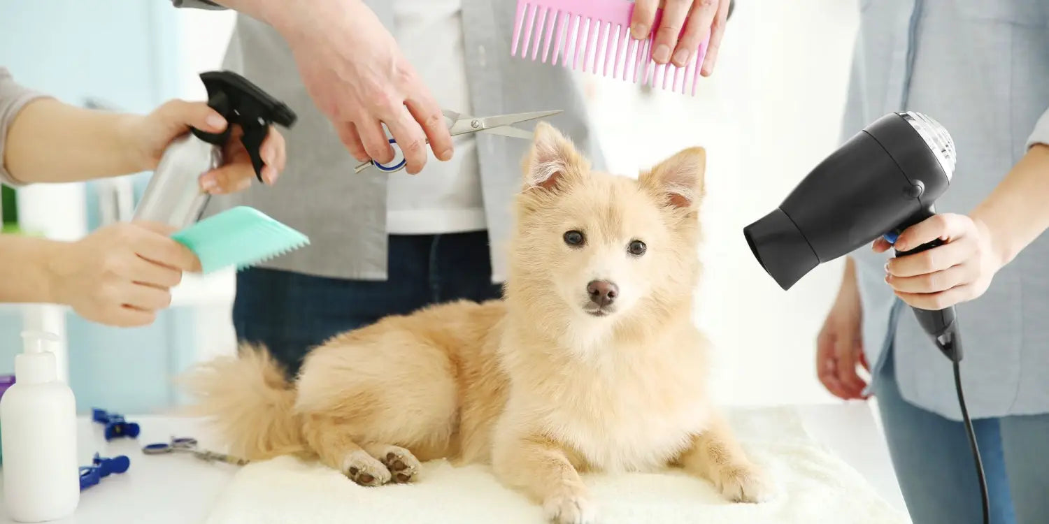10 Fun Ways to Celebrate the National Dog Month