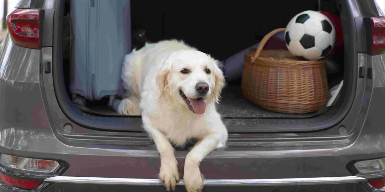 Pet Travel Safety Tips for a Calm 4th of July