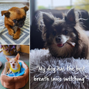 Earthly Pet Earthbones Dental Chews for Dogs - Dog Dental Chews & Treats 6