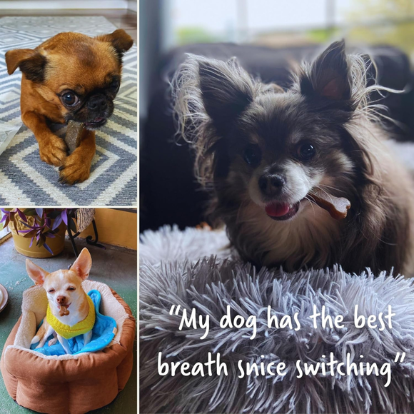 Earthly Pet Earthbones Dental Chews for Dogs - Dog Dental Chews & Treats 6