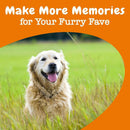 Zesty Paws Senior Advanced Cognition Bites Chicken Flavor Calming Supplement For Dogs (90 ct)