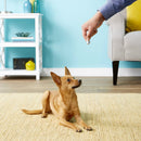 Ethical Laser Toy For Dog & Cat