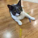 Ethical Pet Spot Colorful Springs Catnip Toy Thin, Assorted, 3"