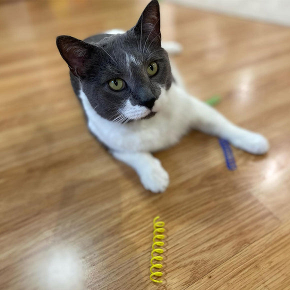 Ethical Pet Spot Colorful Springs Catnip Toy Thin, Assorted, 3"