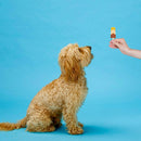 Ethical Pup Ice Rocket Lollies Ready to Freeze Dog Treats Banana & Chocolate with Dog and Owner