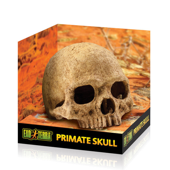 Exo Terra Primate Skull - Reptile Decor & Accessories 1