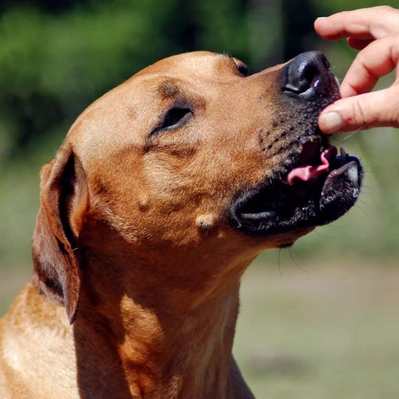 Farmland Traditions Dogs Love Pork Jerky Grain-Free Jerky Dog Treats
