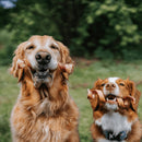Fieldcrest Farms Nothin' to Hide Collagen & Bully Spirals Treats For Dog