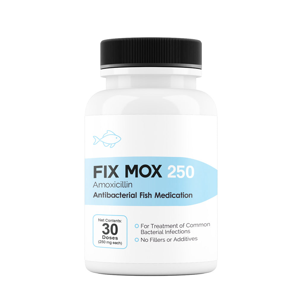 antibiotics for fish hook Fix Mox (Amoxicillin) Capsules Fish Antibiotics, 250-mg (30-count)