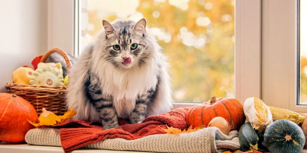 cat sitting in window with pumpkins licking its lips
