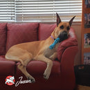 Dog lying on a red couch with a blue toy in its mouth, in a room with a window and wall decorations.
