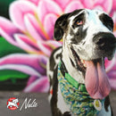Dog with a colorful bandana in front of a floral background, featuring the Nolie brand.