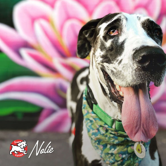 Dog with a colorful bandana in front of a floral background, featuring the Nolie brand.