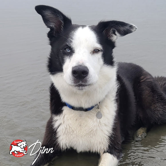 Black and white dog sitting in water with a gray background