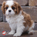 Cavalier King Charles Spaniel puppy sitting on stone steps with a brand logo in the corner.
