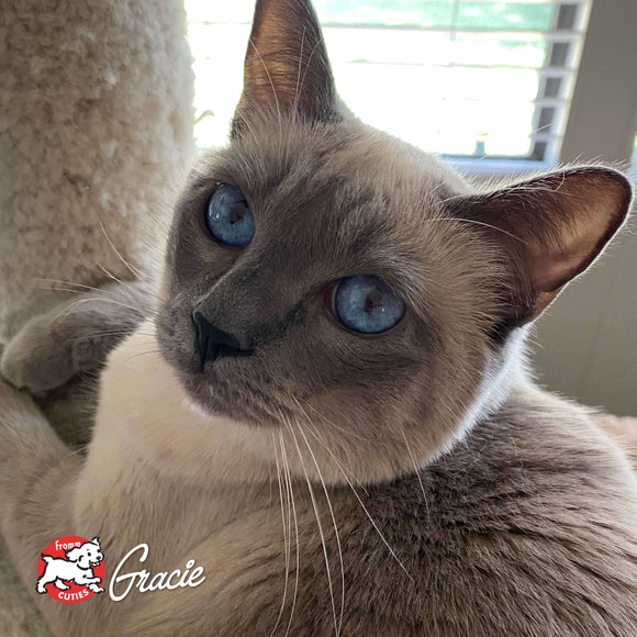 Siamese cat with blue eyes sitting on a soft surface