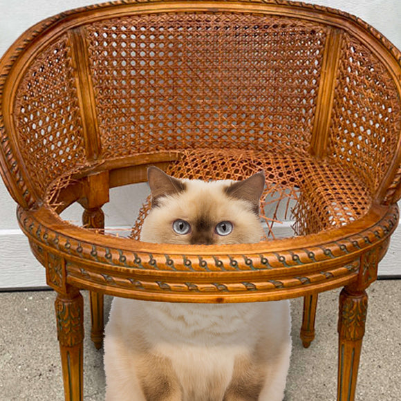 Cat peeking out from behind a wicker chair