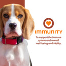 Dog wearing a red collar with 'immunity' text and heart symbol on a white background