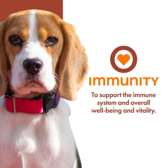 Dog wearing a red collar with 'immunity' text and heart symbol on a white background