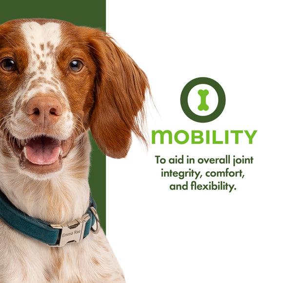 Dog with a green collar on a white background with text about mobility products.
