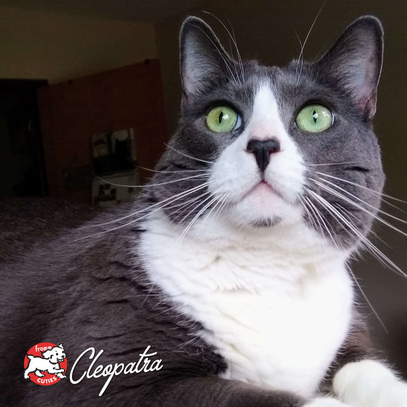 Gray and white cat with green eyes looking directly at the camera, with a Cleopatra logo in the corner.
